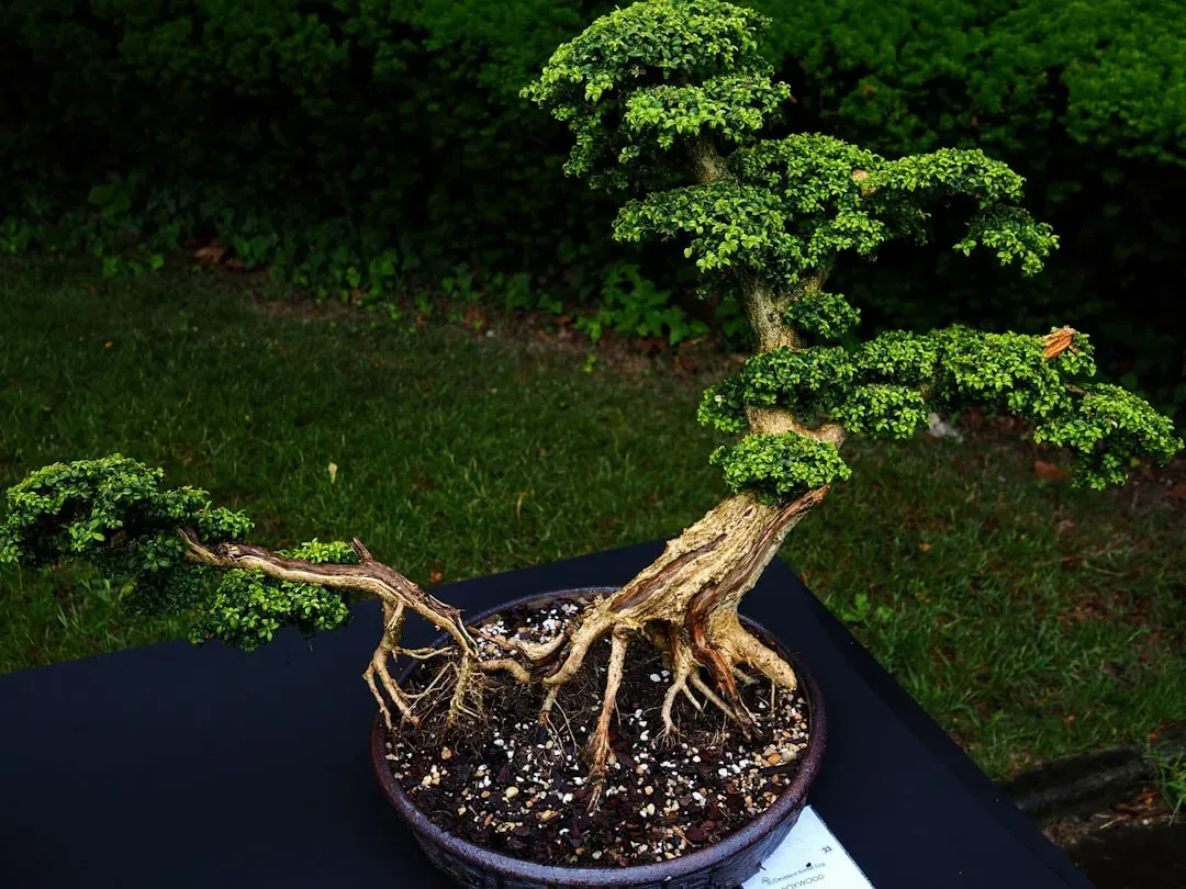 Hands carefully inspecting the base and root structure of a young Japanese maple bonsai to assess nebari development and heal