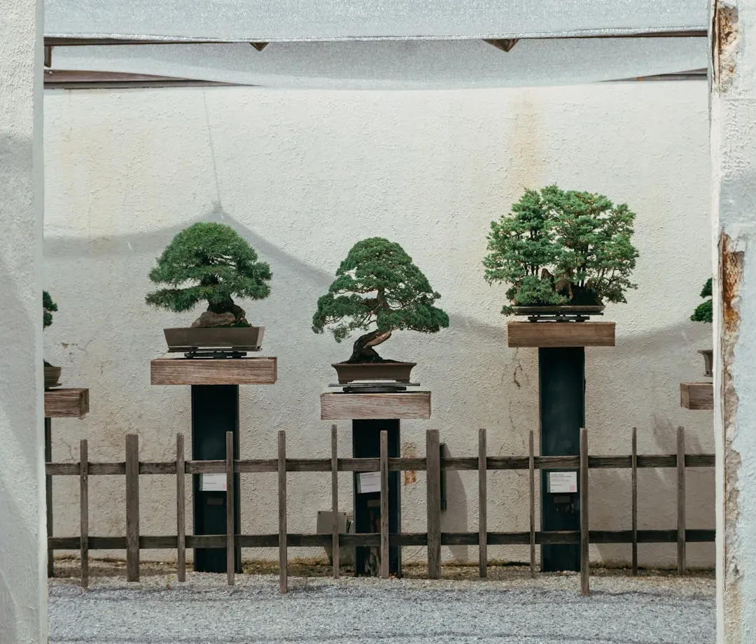 Diverse bonsai tree collection displaying various species, styles including formal upright and cascade forms, and decorative 