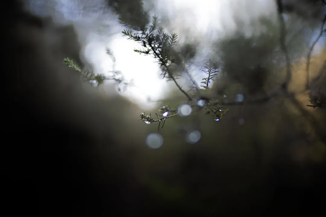 Hands watering a juniper bonsai tree with fine mist, showing water droplets on delicate foliage and moist soil surface