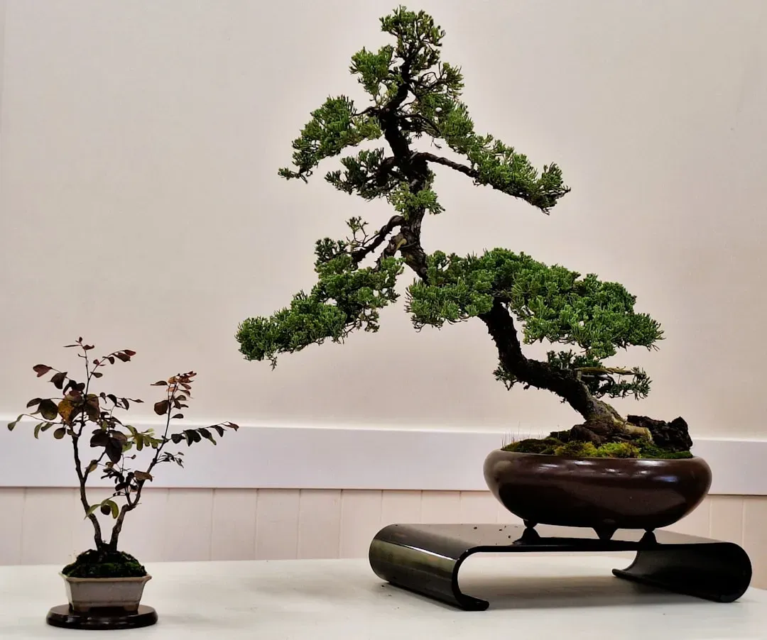 Bonsai instructor demonstrating pruning techniques to students in a bright workshop studio during hands-on training class