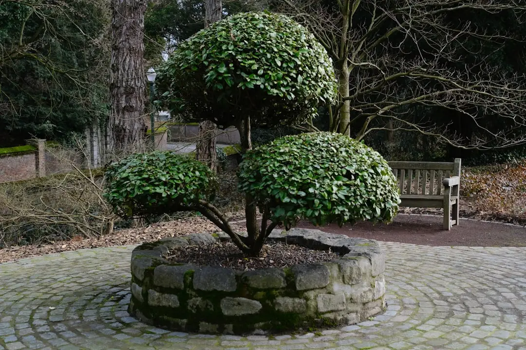 Hands performing spring repotting and root pruning on outdoor bonsai tree with specialized tools and fresh substrate on potti
