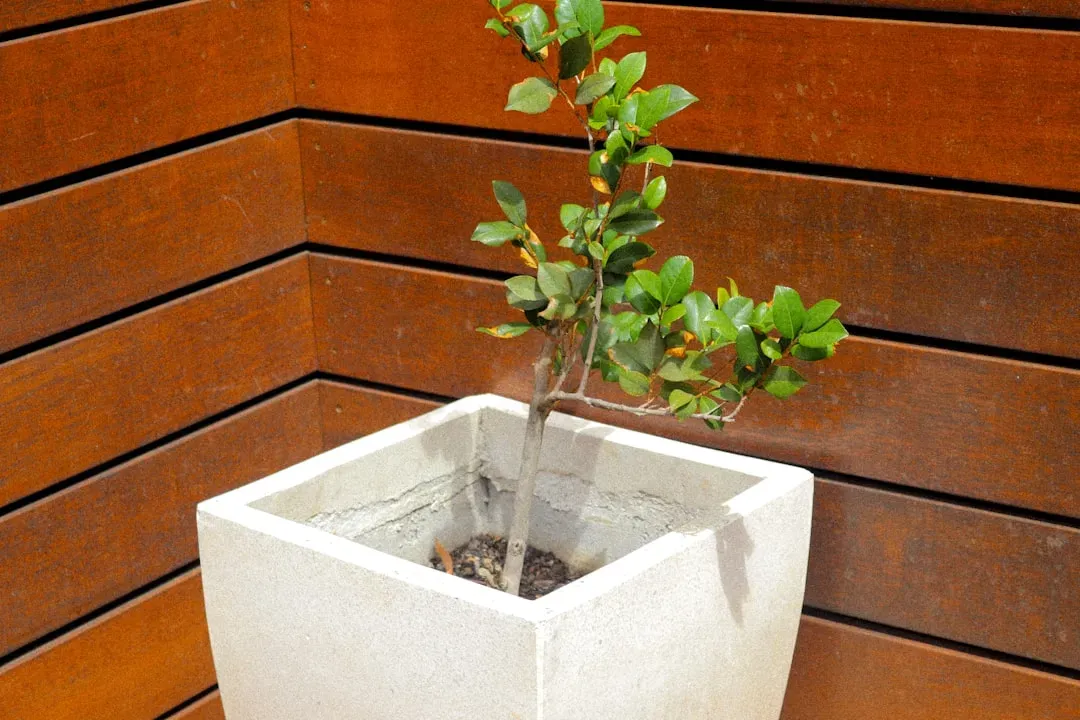 Hands pouring water slowly into jade bonsai pot with well-draining soil, demonstrating proper watering technique with water d
