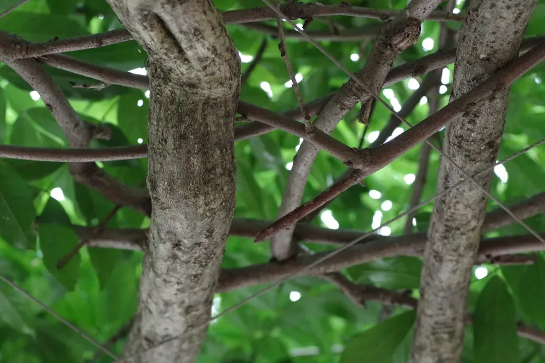 Ficus bonsai with delicate foliage and fine branching structure showcasing proper indoor cultivation techniques for best indo