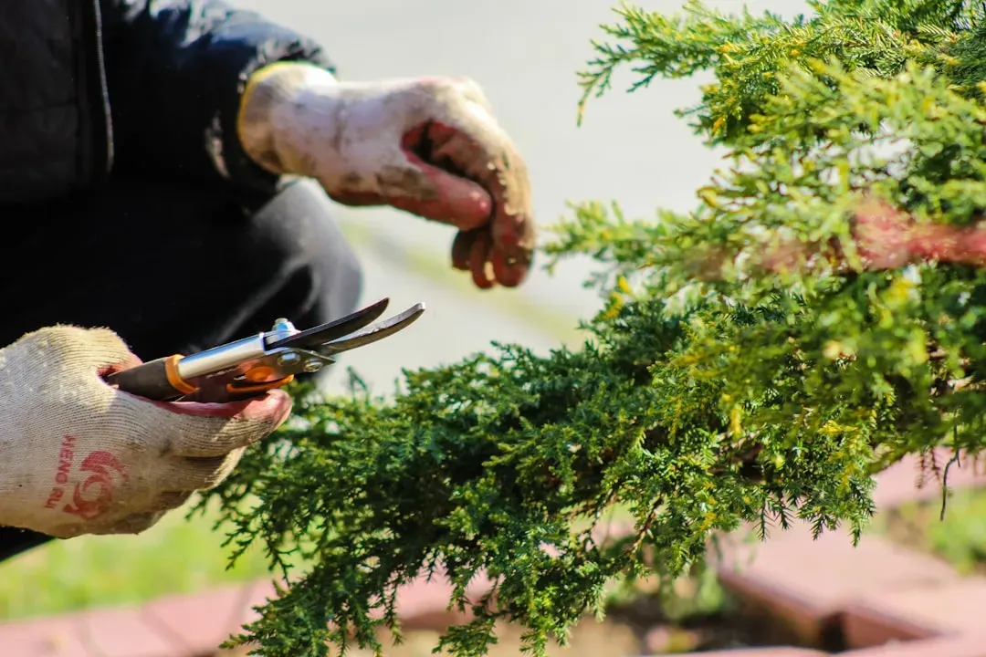 Master bonsai craftsperson's hands performing precise pruning on mature specimen with specialized tools, demonstrating expert