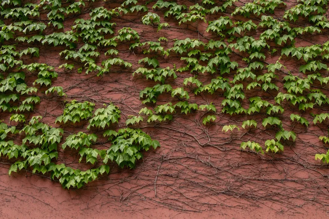 Three bonsai pots showing wet dark soil, medium moisture, and dry pale soil for visual watering inspection guide