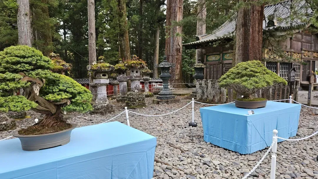 Outdoor bonsai trees on shelves with shade cloth overhead during summer, showing proper sun protection setup for seasonal mai
