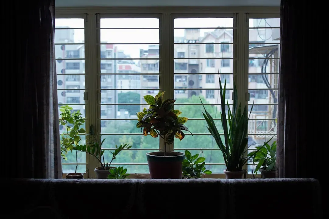 Healthy indoor bonsai tree displayed on windowsill with natural light, showing proper placement for apartment growing and car