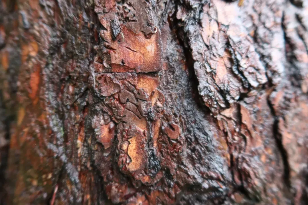 Mature bonsai tree trunk showing detailed bark texture, age characteristics, and branch development indicating quality specim