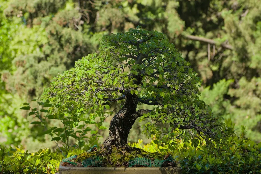 Diverse bonsai tree collection showing various species, styles and sizes available from online retailers for purchase