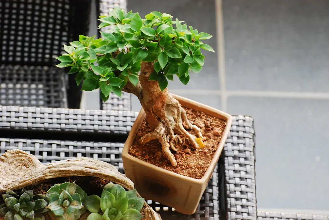 Hands carefully inspecting a bonsai tree's branch flexibility and foliage health at a local nursery shop