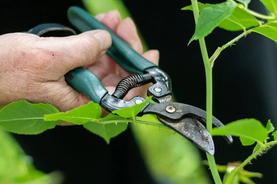 Expert hands demonstrating proper bonsai pruning technique using concave shears on small tree branches for maintenance.