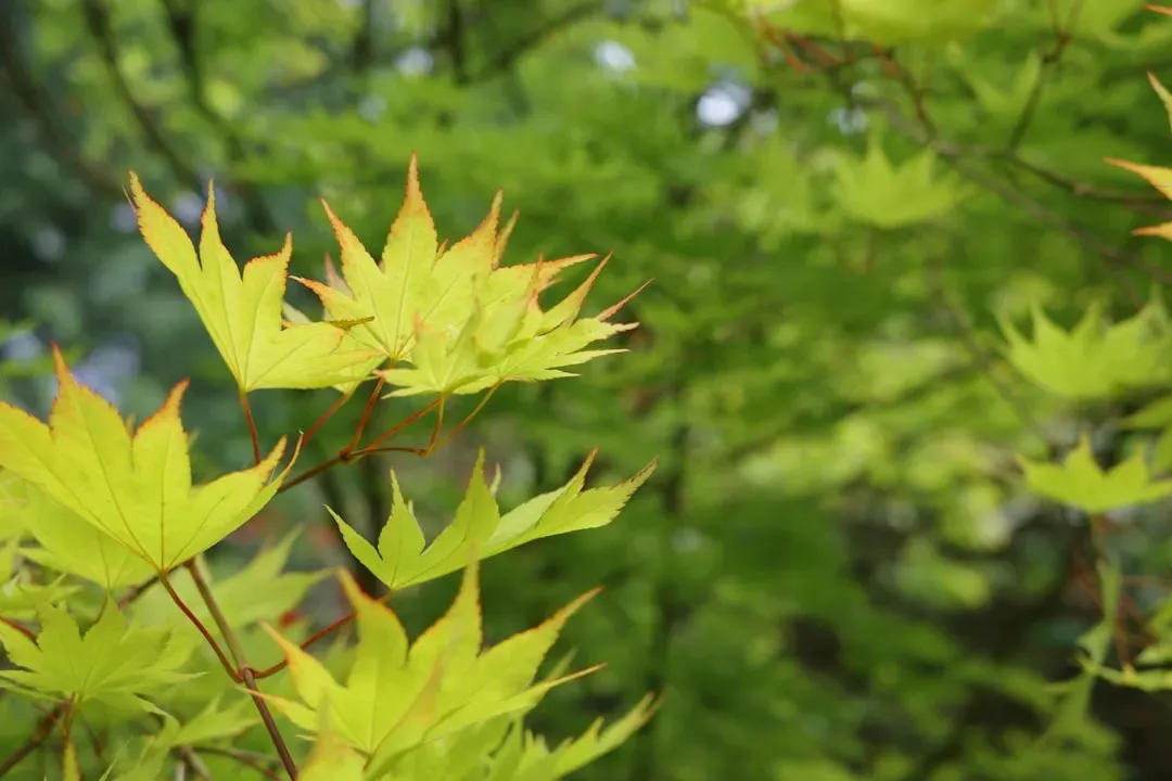 Japanese maple bonsai foliage showing varied leaf sizes and shapes with vibrant red and green spring growth across different 