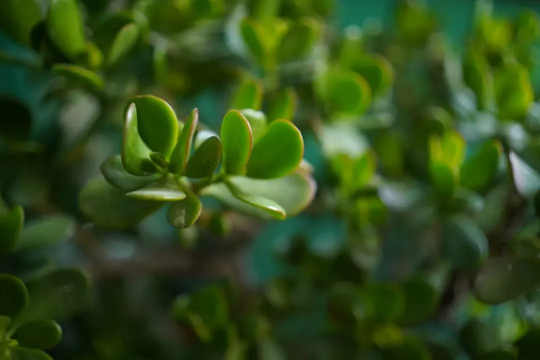 Two jade species compared side-by-side: Crassula ovata with large glossy oval leaves versus Portulacaria afra with tiny delic