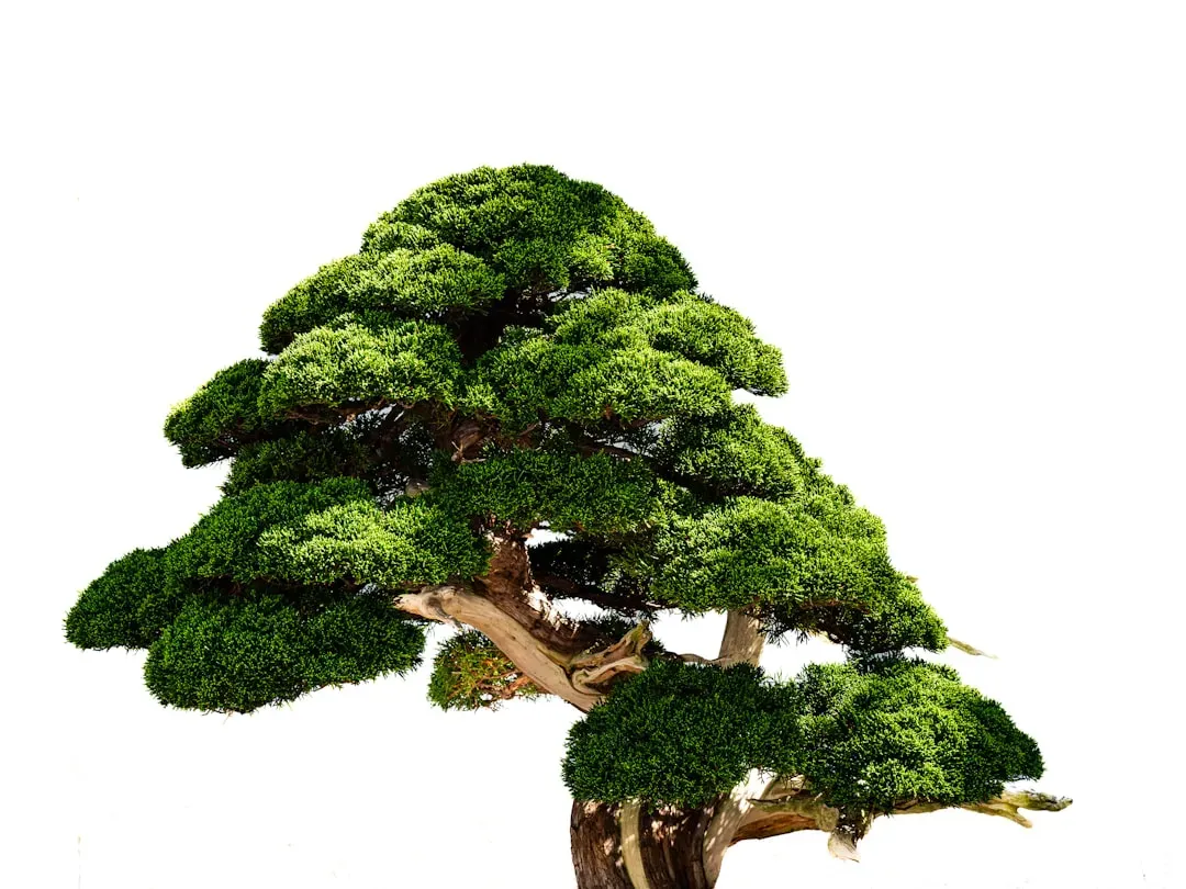 Hands using specialized scissors to prune branches on a bonsai tree, demonstrating proper cutting technique and branch struct