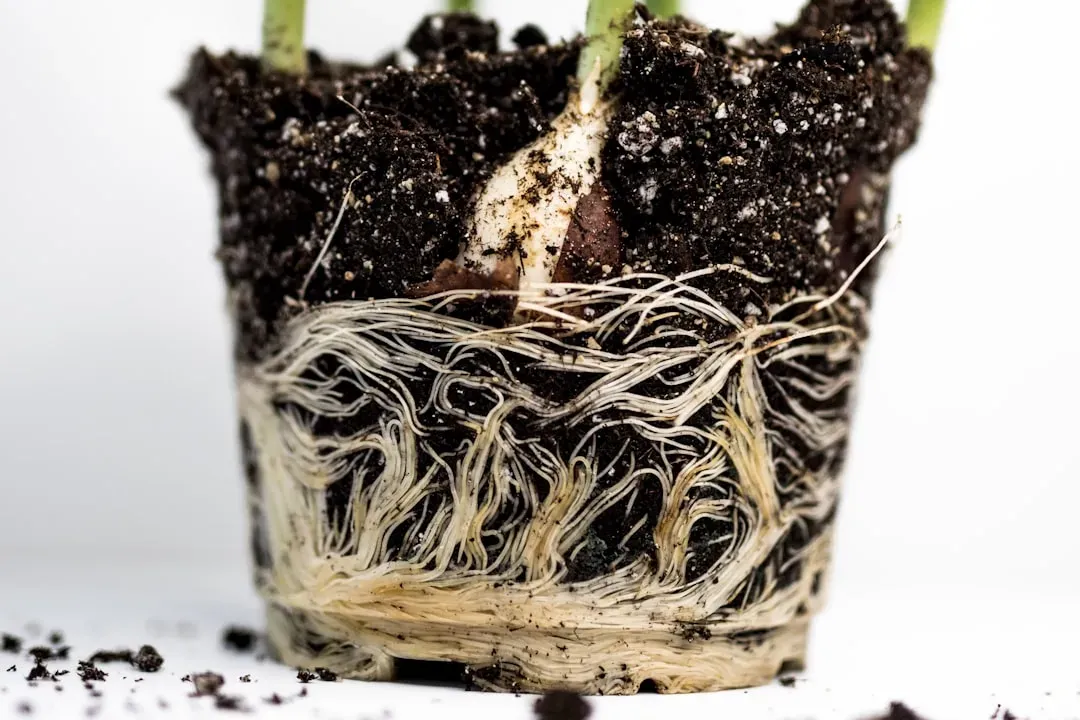 Bonsai tree repotting process showing exposed root ball, fresh soil mixture, and shallow training pot for proper maintenance 