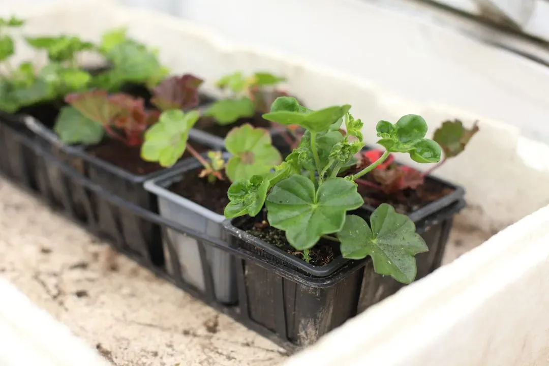 Hands holding seedling tray with sprouting bonsai seeds at early growth stages, delicate green shoots emerging from soil
