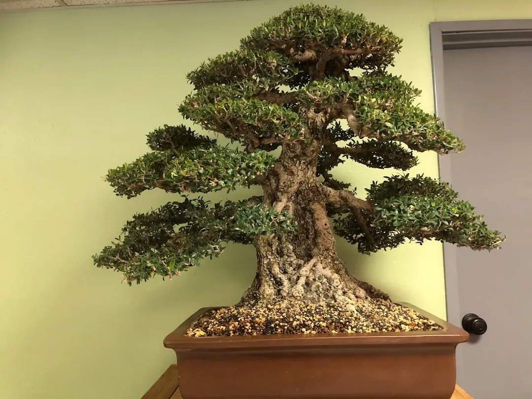Student proudly displays their finished bonsai tree at a workshop with instructor nearby, celebrating accomplishment from bon