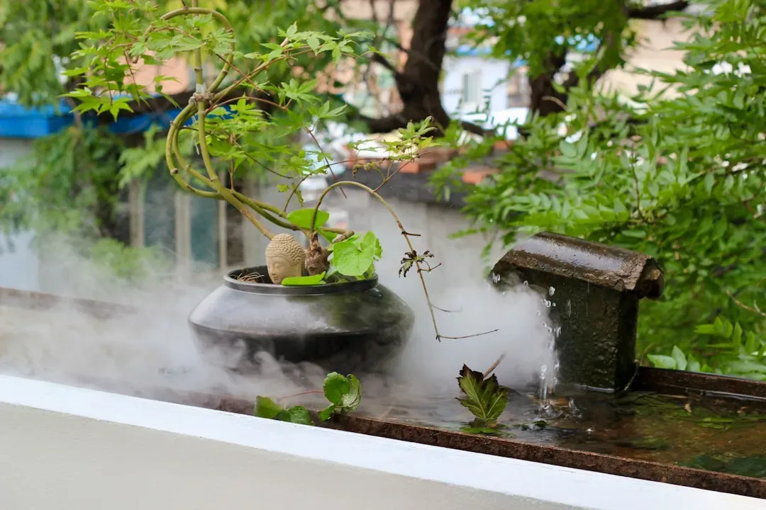 Japanese maple bonsai being misted with fine water spray, demonstrating proper watering technique for delicate foliage care