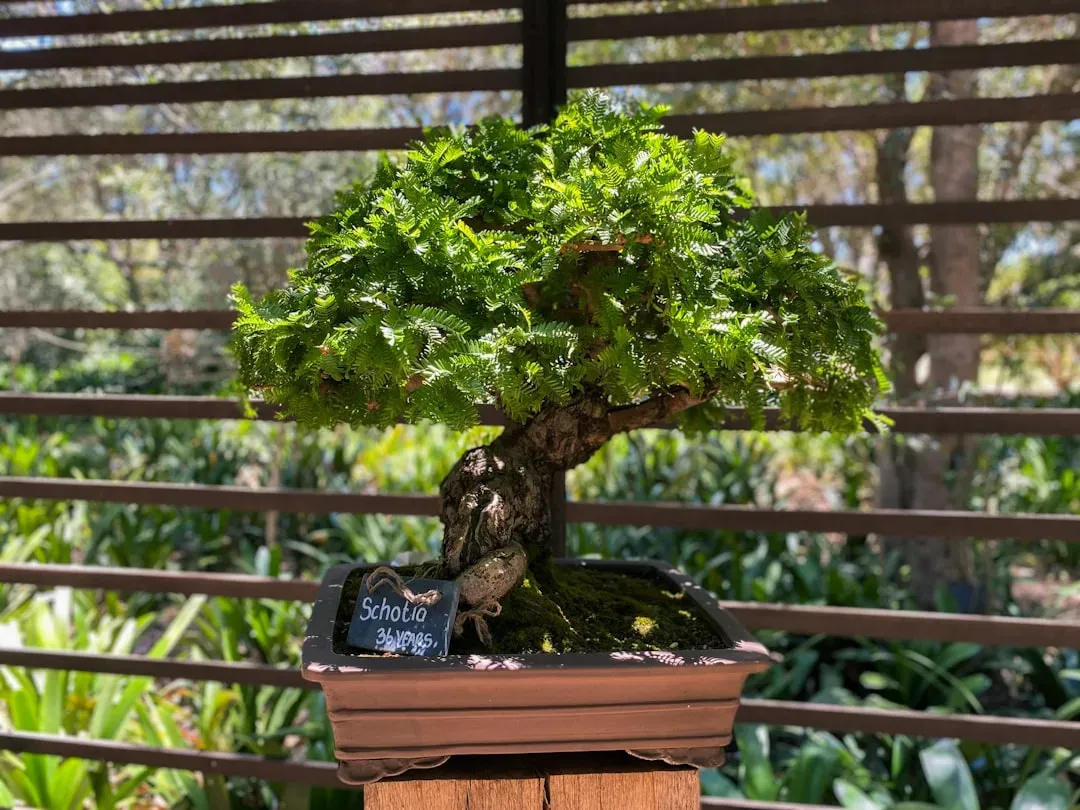 Hands comparing weight of freshly watered heavy bonsai pot versus dry lighter pot, demonstrating the weight test method for w