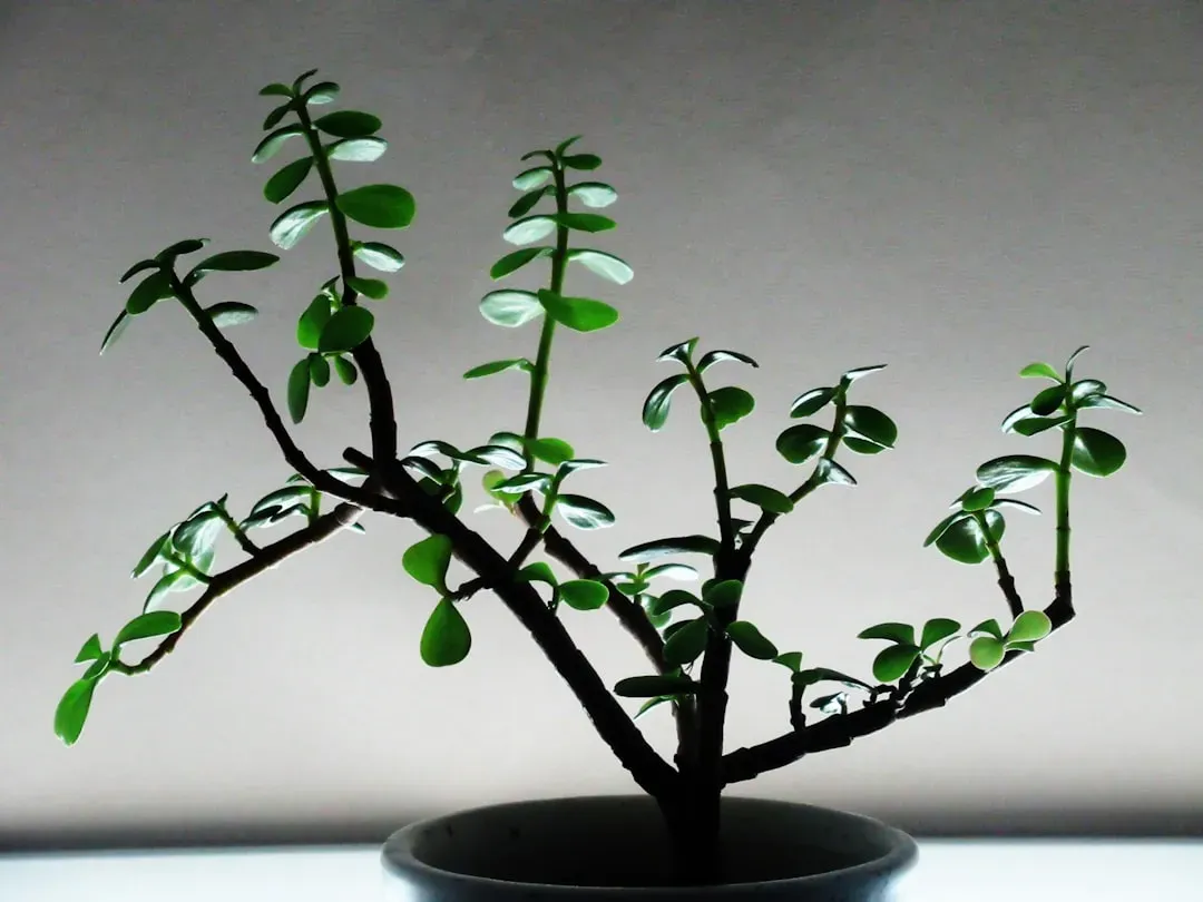 Bonsai tree in mid-structural development phase showing vigorous growth with thick foliage and developing trunk proportions i