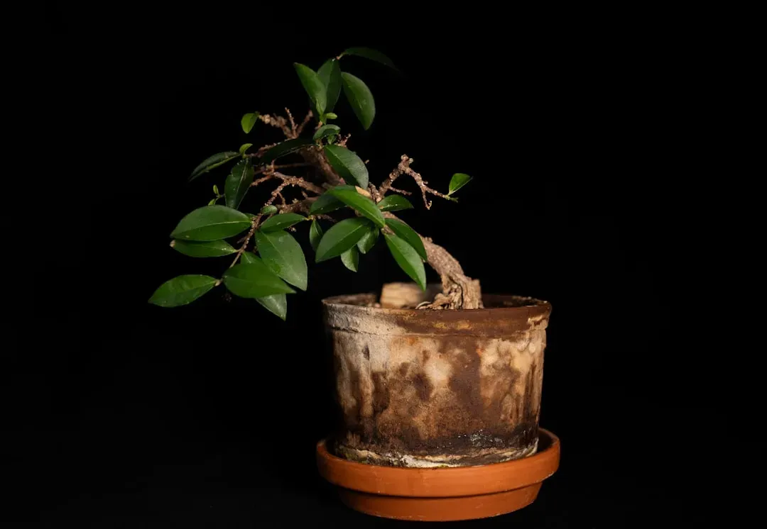 Ficus bonsai tree with dense canopy, aerial roots, and thick trunk in ceramic pot, water droplets on leaves after watering