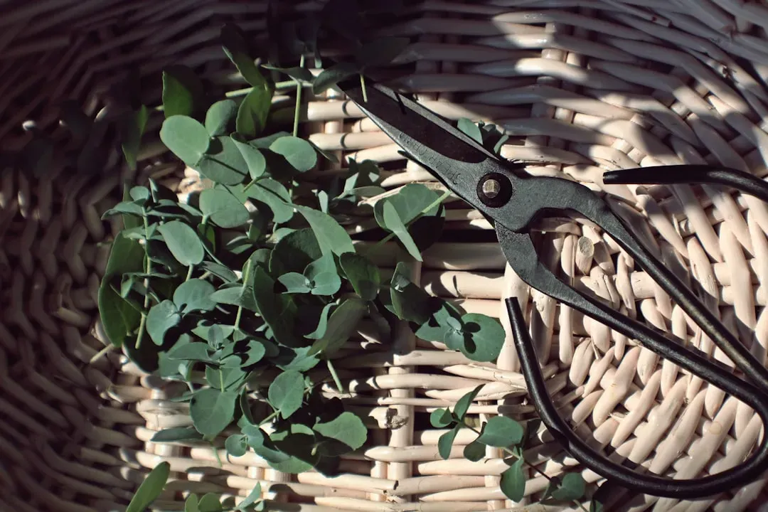 Bonsai artist's hands carefully pruning a young tree with specialized scissors, demonstrating skill development for different