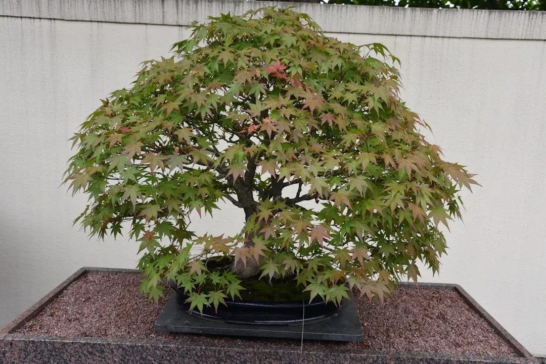 Japanese maple bonsai with intricate red foliage and fine branching, exemplifying intermediate-level species in bonsai tree t