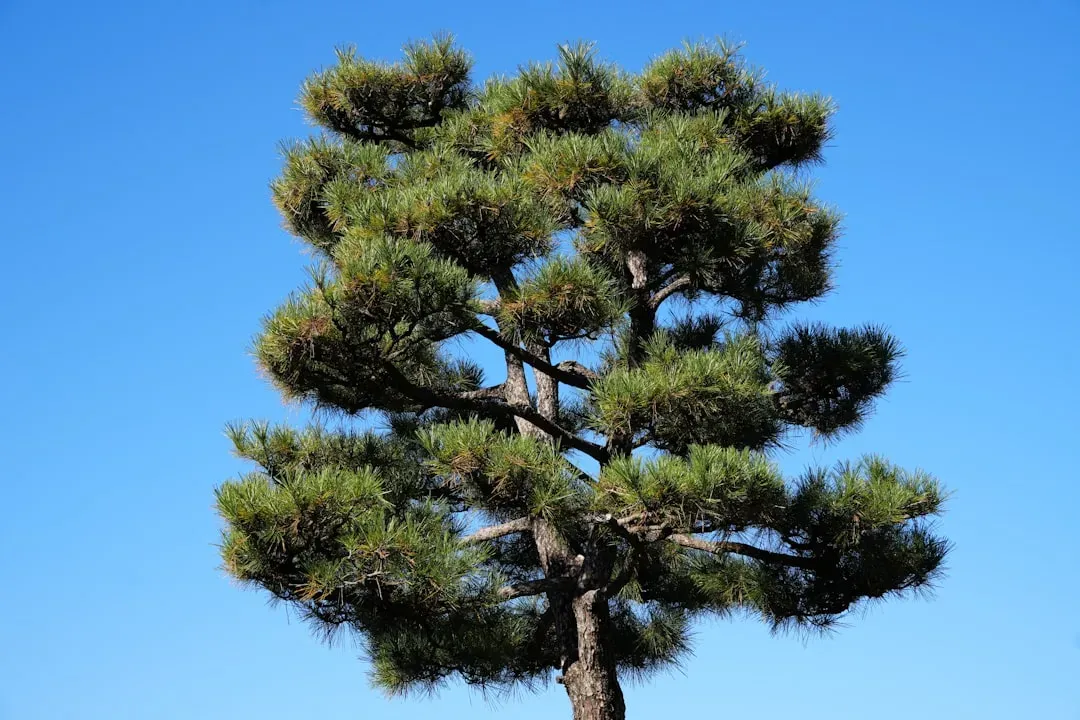 Mature Japanese black pine bonsai with dense foliage and sculptured trunk, exemplifying advanced techniques in bonsai tree ty