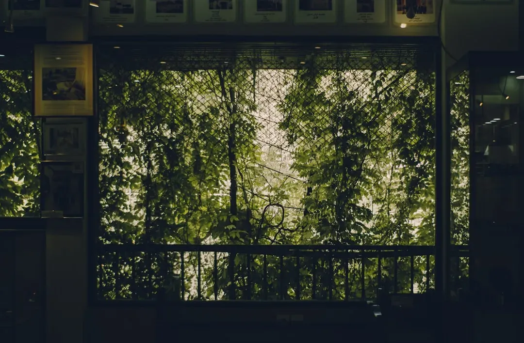 Mature Ficus bonsai with lush green foliage on wooden shelf by bright south-facing window, exemplifying best indoor bonsai sp
