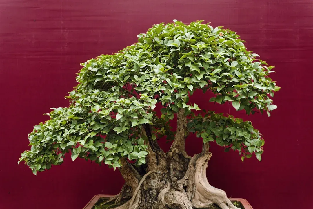 Japanese bonsai tree with sculpted trunk and branches in traditional ceramic pot
