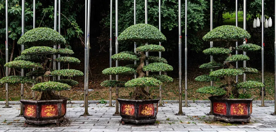 Miniature bonsai tree with delicate branching and fine foliage displayed on wooden stand in ceramic pot, illuminated by natur