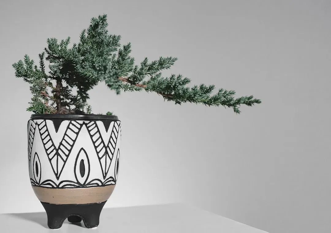 Mature bonsai tree in ceramic pot displaying refined proportions, tapered silhouette, and structured branching exemplifying e