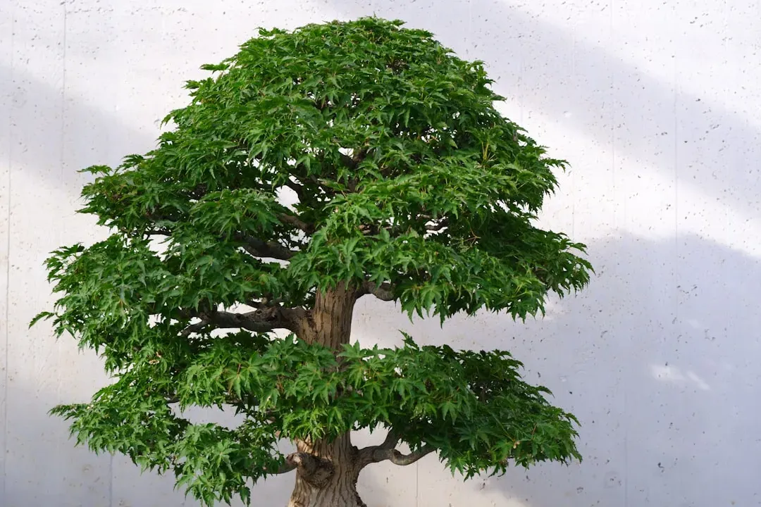 Healthy bonsai tree with excellent trunk taper and surface roots displayed on wooden stand, exemplifying quality characterist