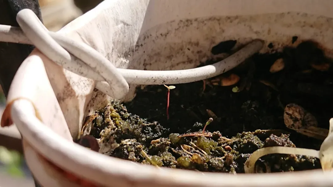 Hand performing finger moisture test on bonsai soil to check watering needs in complete watering guide
