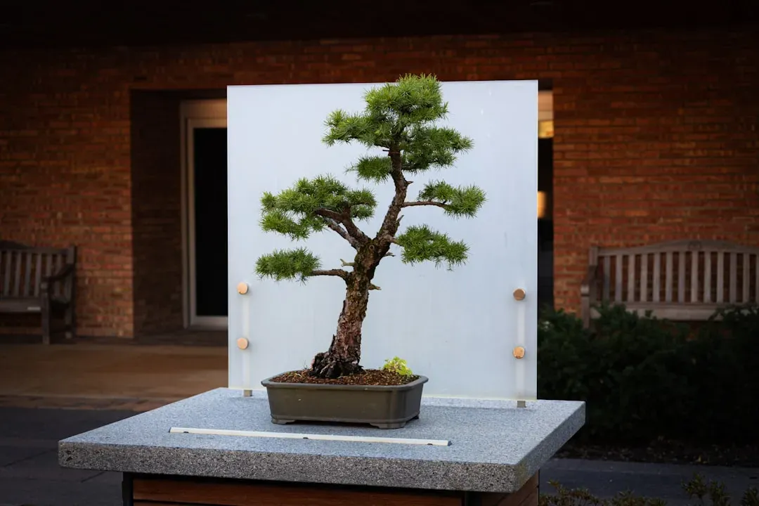 Mature bonsai tree with thick trunk and fine branches on wooden stand in garden setting, exemplifying final development stage