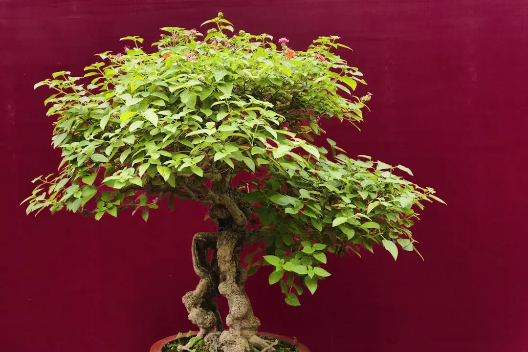 Mature bonsai tree in ceramic pot on wooden stand with sunlight highlighting delicate foliage and trunk for complete maintena