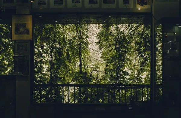 Mature Ficus bonsai with lush green foliage on wooden shelf by bright south-facing window, exemplifying best indoor bonsai sp