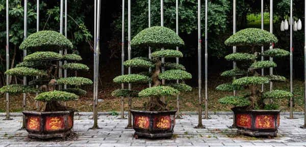 Miniature bonsai tree with delicate branching and fine foliage displayed on wooden stand in ceramic pot, illuminated by natur