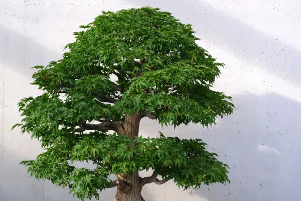 Healthy bonsai tree with excellent trunk taper and surface roots displayed on wooden stand, exemplifying quality characterist
