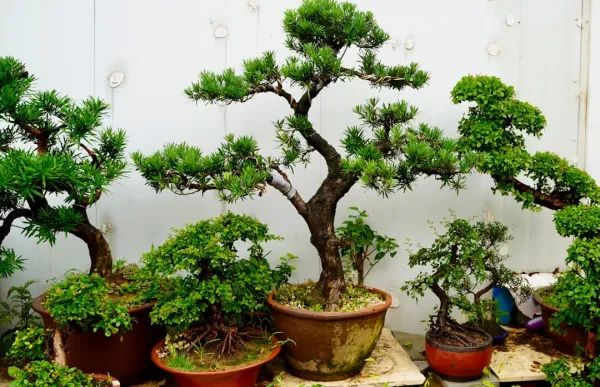 Specialty nursery display of diverse bonsai trees on wooden shelves, featuring multiple species and styles with natural light