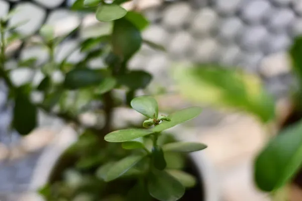 Mature jade bonsai tree with thick trunk in ceramic pot on wooden stand by bright south-facing window, displaying healthy fol