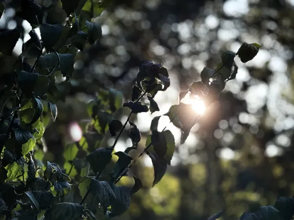 Healthy outdoor juniper bonsai tree with vibrant green foliage and developed branches in bright sunlight on wooden garden tab