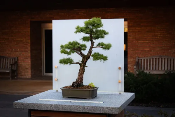 Mature bonsai tree with thick trunk and fine branches on wooden stand in garden setting, exemplifying final development stage